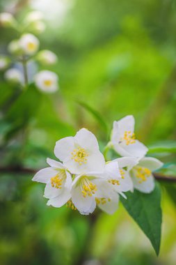 Beyaz yasemin çiçekli dal, baharda bulanık bir arkaplanda yakın plan..