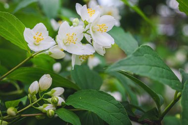 Beyaz yasemin çiçekli dal, baharda bulanık bir arkaplanda yakın plan..