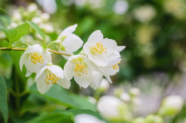Beyaz yasemin çiçekli dal, baharda bulanık bir arkaplanda yakın plan..