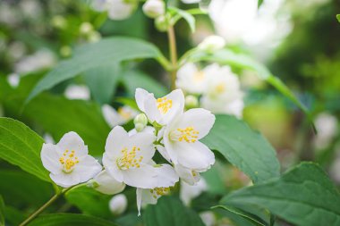 Beyaz yasemin çiçekli dal, baharda bulanık bir arkaplanda yakın plan..
