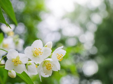 Beyaz yasemin çiçekli dal, baharda bulanık bir arkaplanda yakın plan..