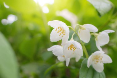 Beyaz yasemin çiçekli dal, baharda bulanık bir arkaplanda yakın plan..