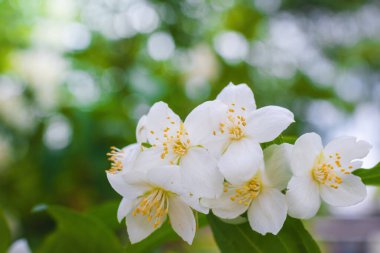 Beyaz yasemin çiçekli dal, baharda bulanık bir arkaplanda yakın plan..