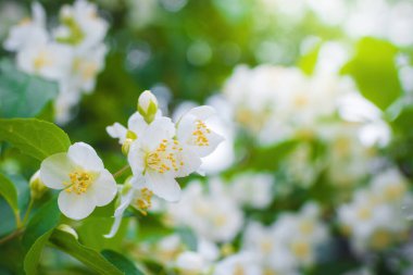 Beyaz yasemin çiçekli dal, baharda bulanık bir arkaplanda yakın plan..