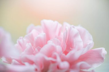 Sudaki pembe karanfil çiçeği yakın plan düşer. 