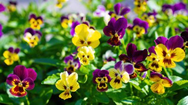 Bahçedeki parlak menekşeler yeşilliğin arka planına karşı.