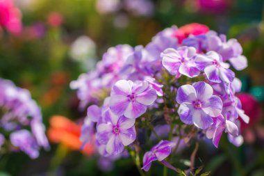 Pembe çiçek yaz bahçesinde kapanıyor