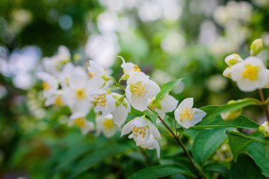 Beyaz yasemin çiçekli dal, baharda bulanık bir arkaplanda yakın plan..