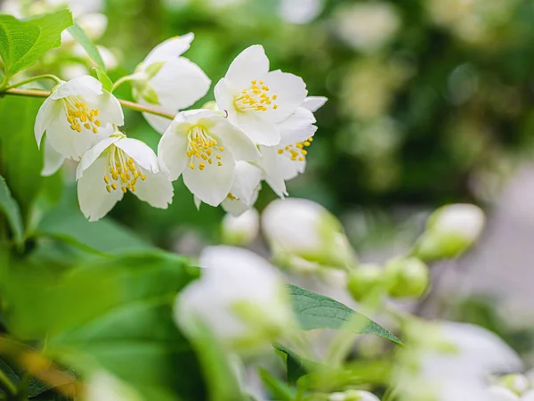 Twig White Jasmine Flower Close Spring Blur Background — Stock Photo, Image