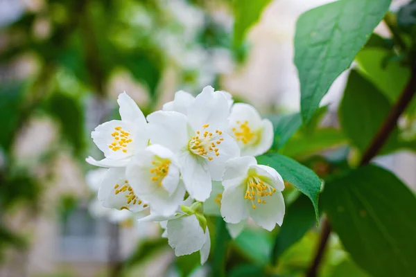 Twig White Jasmine Flower Close Spring Blur Background — Stock Photo, Image