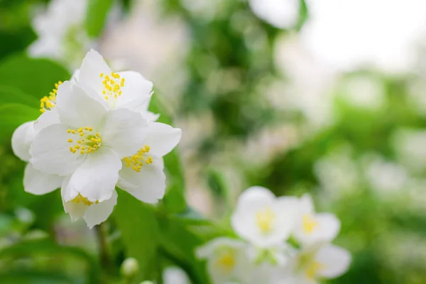 Gałązka Białym Jaśminem Kwiat Zbliżenie Wiosną Rozmytym Tle — Zdjęcie stockowe