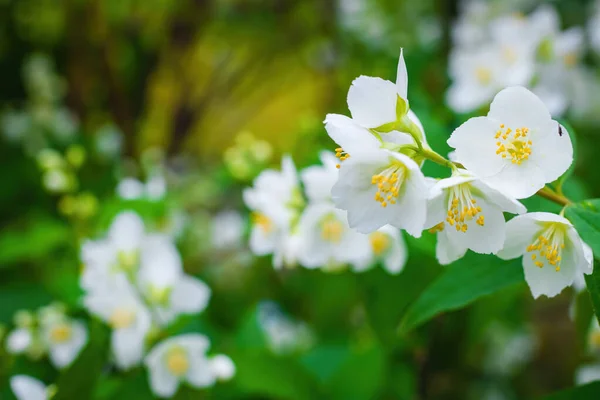 Twig White Jasmine Flower Close Spring Blur Background — Stock Photo, Image