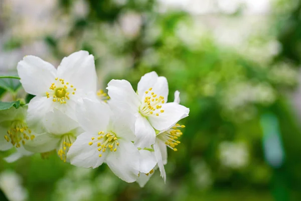 Twig White Jasmine Flower Close Spring Blur Background — Stock Photo, Image