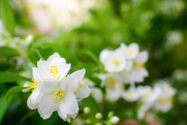 Zweig Mit Weißer Jasminblüte Nahaufnahme Frühling Auf Unscharfem Hintergrund — Stockfoto