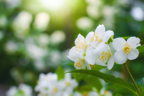 白ジャスミンの花を背景に春にクローズアップした小枝 — ストック写真