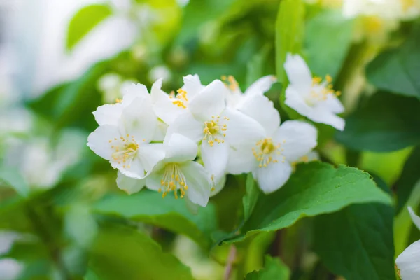 Twig White Jasmine Flower Close Spring Blur Background — Stock Photo, Image