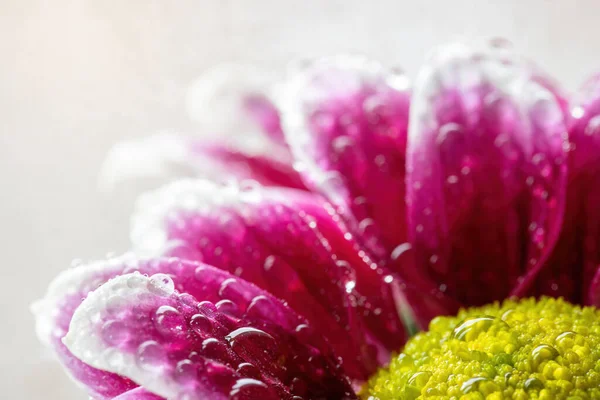 Chrysanthemum Close Drops Water Petals — Stock Photo, Image