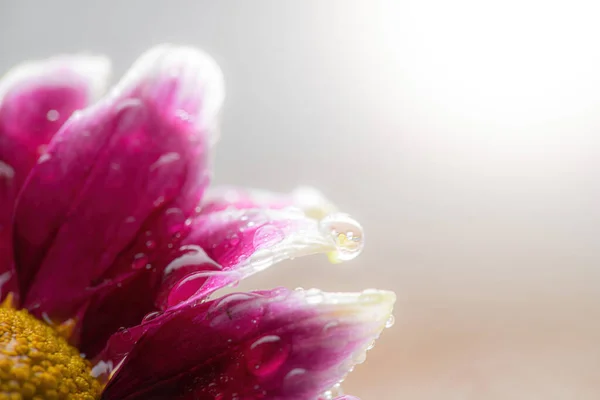 Chrysanthemum Närbild Med Droppar Vatten Kronbladen — Stockfoto
