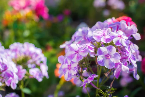 Fleur Phlox Rose Proximité Dans Jardin Été — Photo