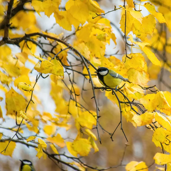 Titmouse Dia Outono Sentado Galho Árvore — Fotografia de Stock