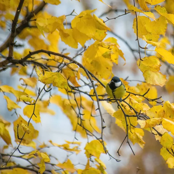 Meisen Sitzen Einem Herbsttag Auf Einem Ast — Stockfoto