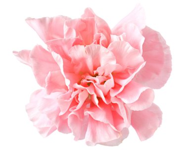 Sudaki pembe karanfil çiçeği beyaz arka planda izole bir şekilde yere düşer..