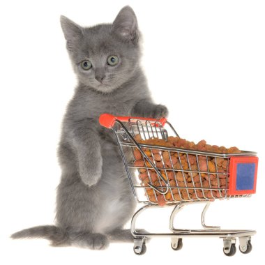 Beyaz bir arka planda, içi kuru kedi mamasıyla dolu market arabası olan bir kedi yavrusu..