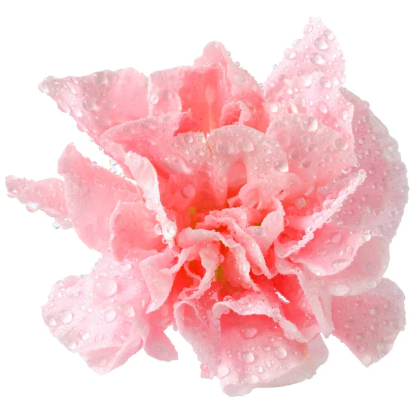 粉红色的康乃馨花在水里滴在白色背景上的特写 — 图库照片