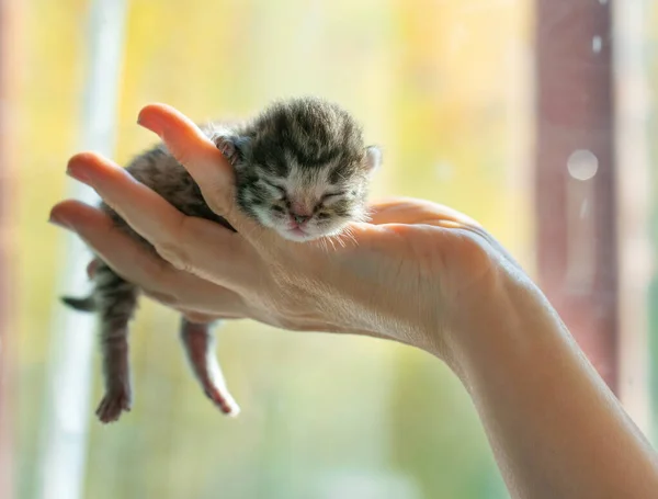 Little Tabby Kitten Sleeps His Hands Blurred Background — Stock Photo, Image