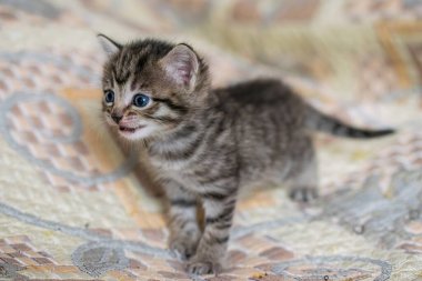 Ekoseli bir evde küçük bir tekir kedicik..