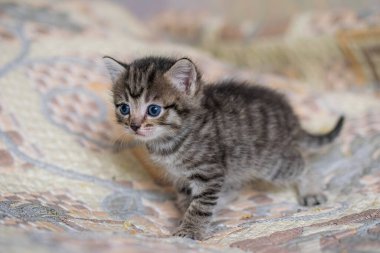 Ekoseli bir evde küçük bir tekir kedicik..