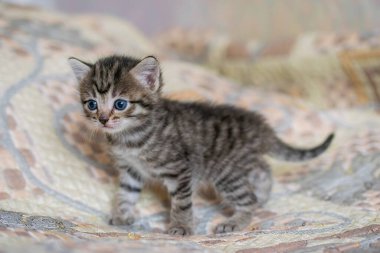 Ekoseli bir evde küçük bir tekir kedicik..