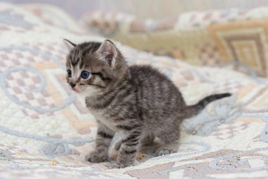 Ekoseli bir evde küçük bir tekir kedicik..