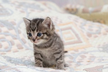 Ekoseli bir evde küçük bir tekir kedicik..