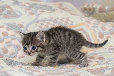 Ekoseli bir evde küçük bir tekir kedicik..