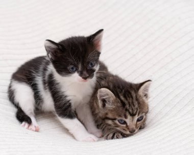 Ekoseli evde iki küçük tekir kedicik..