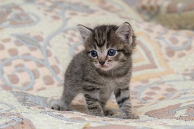 Ekoseli bir evde küçük bir tekir kedicik..