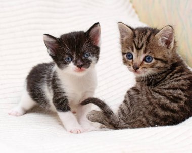 Ekoseli evde iki küçük tekir kedicik..