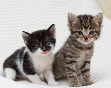 Ekoseli evde iki küçük tekir kedicik..