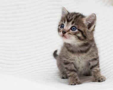 Ekoseli bir evde küçük bir tekir kedicik..