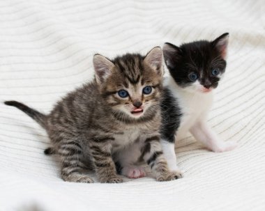 Ekoseli evde iki küçük tekir kedicik..