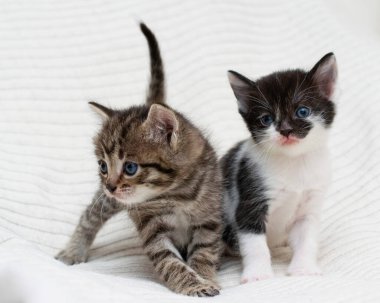 Ekoseli evde iki küçük tekir kedicik..