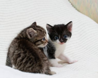 Ekoseli evde iki küçük tekir kedicik..