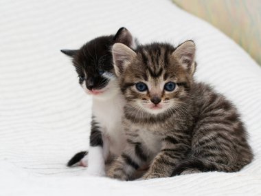 Ekoseli evde iki küçük tekir kedicik..