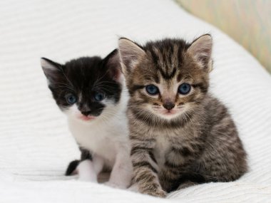 Ekoseli evde iki küçük tekir kedicik..