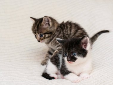 Ekoseli evde iki küçük tekir kedicik..