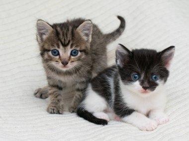 Ekoseli evde iki küçük tekir kedicik..