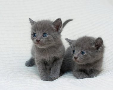 Küçük gri kedicik evde, ekose bir kedinin üzerinde..