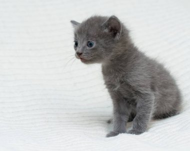 Küçük gri kedicik evde, ekose bir kedinin üzerinde..