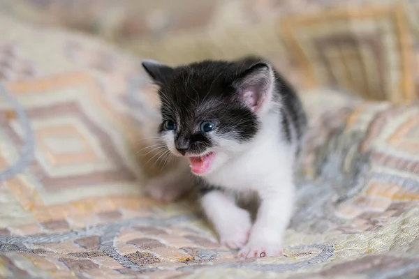 Bicolor Gray White Small Shorthair Kitten Home Plaid — Stock Photo, Image